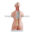 Dual human sex torso 85CM (23parts),teaching model